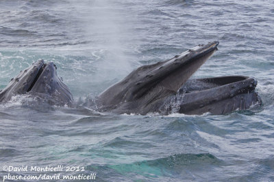 Humpback Whales (Megaptera novaeangliae)_Provincetown (Cape Cod)
