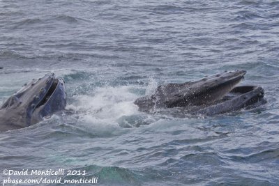 Humpback Whales (Megaptera novaeangliae)_Provincetown (Cape Cod)