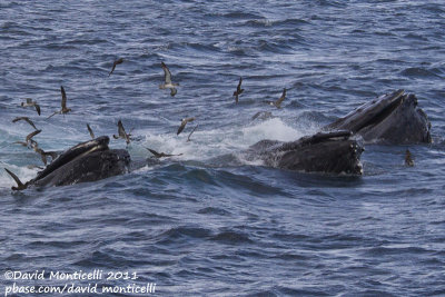 Humpback Whales (Megaptera novaeangliae) with Great & Sooty Shearwaters & Laughing Gulls_Provincetown (Cape Cod)