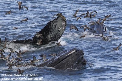 Humpback Whales (Megaptera novaeangliae) with Great Shearwaters & Laughing Gulls_Provincetown (Cape Cod)