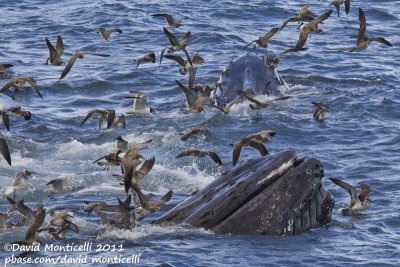 Humpback Whales (Megaptera novaeangliae) with Great Shearwaters & Laughing Gulls_Provincetown (Cape Cod)
