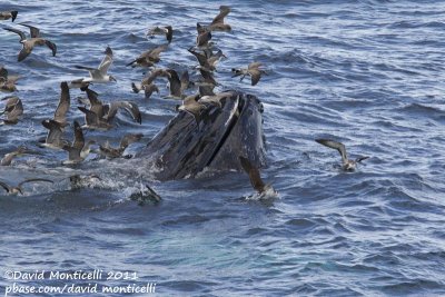 Humpback Whale (Megaptera novaeangliae) with Great & Cory's Shearwaters & Laughing Gulls_Provincetown (Cape Cod)