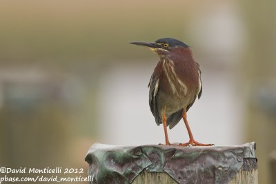Green Heron (Butorides virescens)_Annapolis (MD)