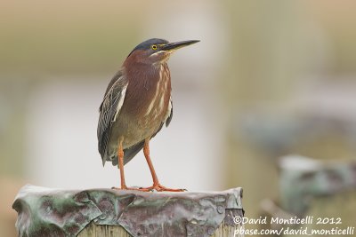 Green Heron (Butorides virescens)_Annapolis (MD)
