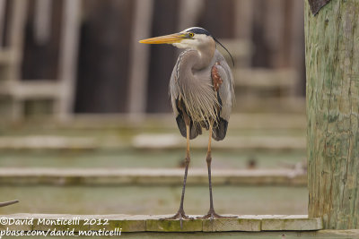 Great Blue Heron (Ardea herodias)_Annapolis (MD)