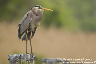 Great Blue Heron (Ardea herodias)_Annapolis (MD)
