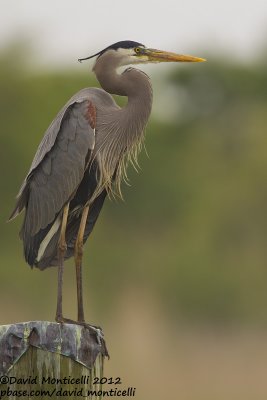 Great Blue Heron (Ardea herodias)_Annapolis (MD)