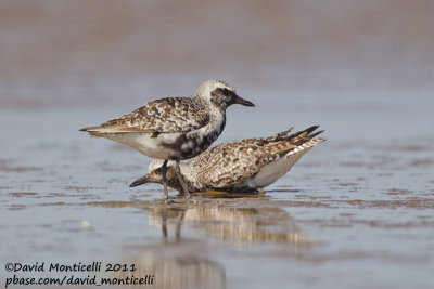 Black-bellied Plover (Pluvialis squatarola)_Cape Cod