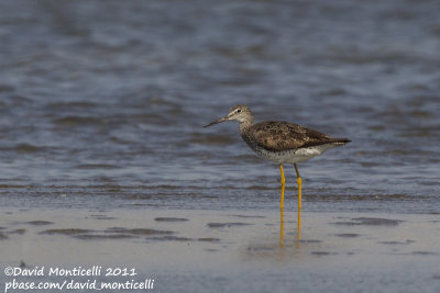 Greater Yellowlegs (Tringa melanoleuca)_Cape Cod