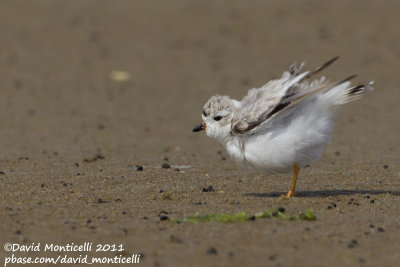 Piping Plover (Charadrius melodus)_Cape Cod