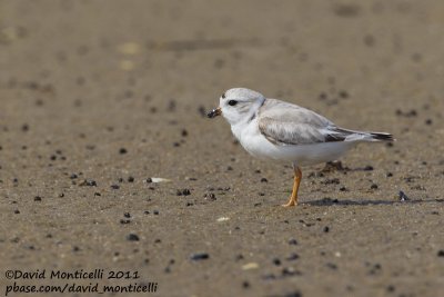 Piping Plover (Charadrius melodus)_Cape Cod