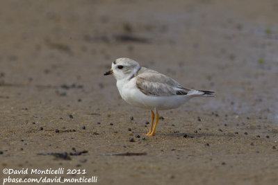 Piping Plover (Charadrius melodus)_Cape Cod