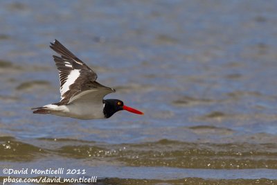 American Oystercatcher (Haematopus palliatus)_Cape Cod