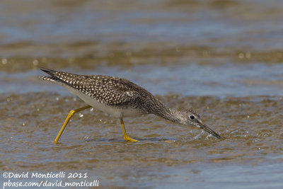 Greater Yellowlegs (Tringa melanoleuca)_Cape Cod