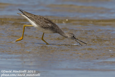 Greater Yellowlegs (Tringa melanoleuca)_Cape Cod