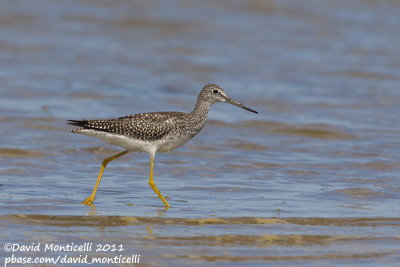Greater Yellowlegs (Tringa melanoleuca)_Cape Cod