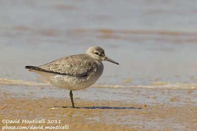 Red Knot (Calidris canutus)_Cape Cod