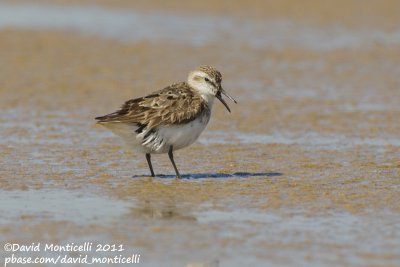 Semipalmated Sandpiper (Calidris pusilla)_Cape Cod