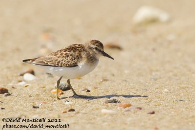 Least Sandpiper (Calidris minutilla)_Cape Cod