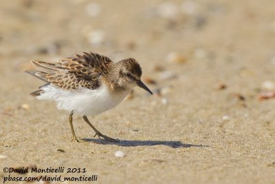 Least Sandpiper (Calidris minutilla)_Cape Cod