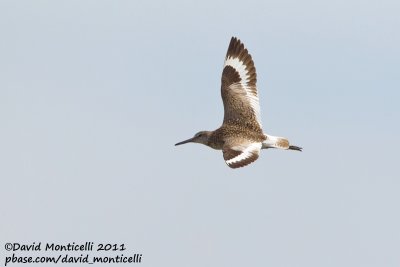 Willet (Catoptrophorus semipalmatus)_Nantucket Is. (Cape Cod)