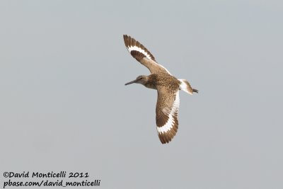 Willet (Catoptrophorus semipalmatus)_Nantucket Is. (Cape Cod)