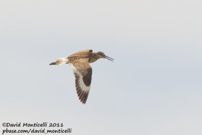 Willet (Catoptrophorus semipalmatus)_Nantucket Is. (Cape Cod)