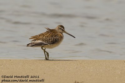 Short-billed Dowitcher (Limnodromus griseus)_Cape Cod