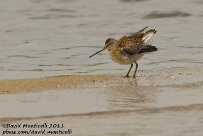 Short-billed Dowitcher (Limnodromus griseus)_Cape Cod