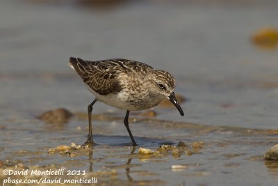 Semipalmated Sandpiper (Calidris pusilla)_Cape Cod