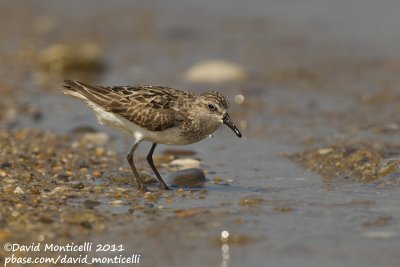 Semipalmated Sandpiper (Calidris pusilla)_Cape Cod