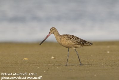 Marbled Godwit (Limosa fedoa)_Cape Cod