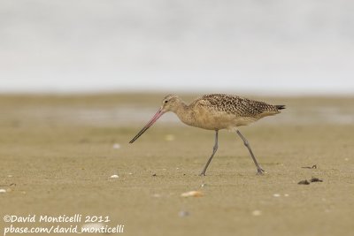 Marbled Godwit (Limosa fedoa)_Cape Cod