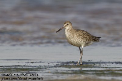 Willet (Catoptrophorus semipalmatus)_Nantucket Is. (Cape Cod)