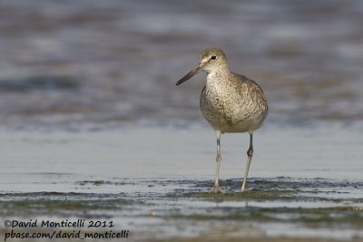 Willet (Catoptrophorus semipalmatus)_Nantucket Is. (Cape Cod)