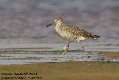 Willet (Catoptrophorus semipalmatus)_Nantucket Is. (Cape Cod)