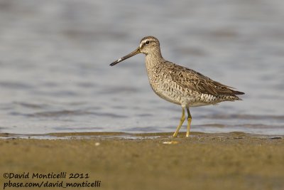 Short-billed Dowitcher (Limnodromus griseus)_Cape Cod