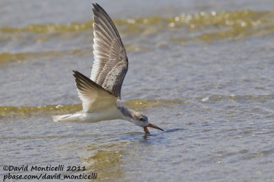 Black Skimmer (Rynchops niger)(juvenile)_Cape Cod