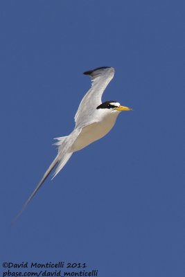 Least Tern (Sterna antillarum)_Cape Cod