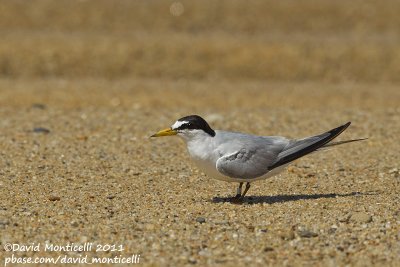 Least Tern (Sterna antillarum)_Cape Cod