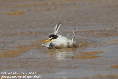 Least Tern (Sterna antillarum)_Cape Cod