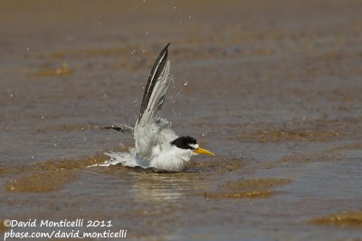 Least Tern (Sterna antillarum)_Cape Cod