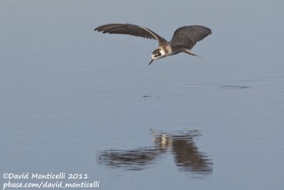 American Black Tern (Chlidonia niger surinamensis)_Cape Cod