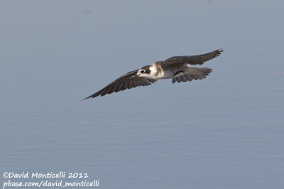 American Black Tern (Chlidonia niger surinamensis)_Cape Cod