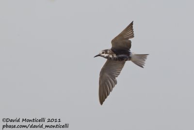 American Black Tern (Chlidonia niger surinamensis)_Cape Cod
