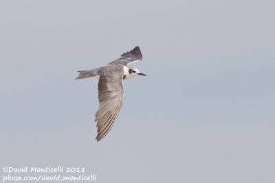 American Black Tern (Chlidonia niger surinamensis)_Cape Cod
