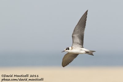 American Black Tern (Chlidonia niger surinamensis)_Cape Cod
