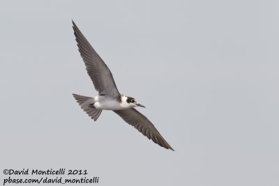 American Black Tern (Chlidonia niger surinamensis)_Cape Cod