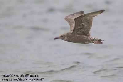 American Herring Gull (Larus smithonianus)_Cape Cod