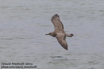 American Herring Gull (Larus smithonianus)_Cape Cod